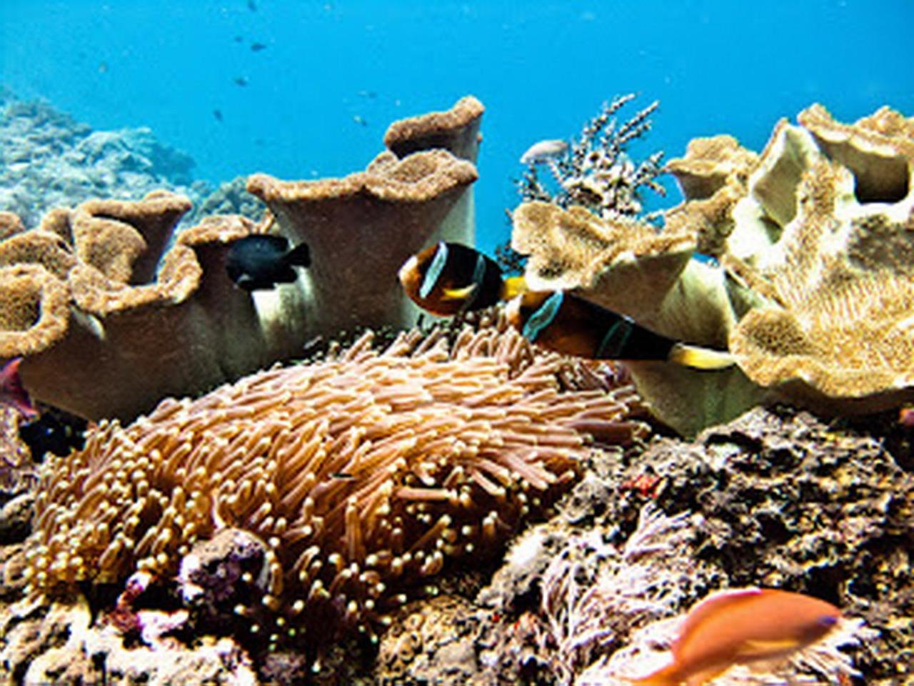 Ocean Hostel Ceningan Island Extérieur photo